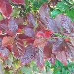 Sycoparrotia semidecidua Purple Haze (10)