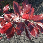 Sycoparrotia semidecidua Purple Haze (13)