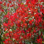 Photinia fraseri Red Robin (3)