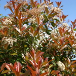 Photinia fraseri Red Robin (1)