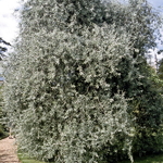 Pyrus salicifolia Pendula