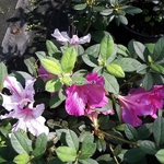Rhododendron Encore twist mélange
