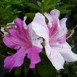 Rhododendron Encore Twist (3)