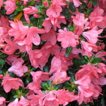 Rhododendron Rex (1)