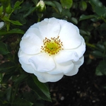 Rosa Innocencia (1)