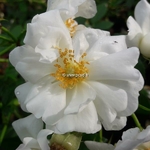 Rosa Innocencia (2)