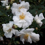 Rosa Innocencia (4)