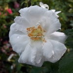 Rosa Innocencia (3)