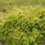 Sorbaria sorbifolia Matcha Ball (1)