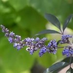 Vitex agnus castus Flip Side (4)