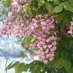 Wisteria brachybotrys Showa Beni