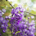 Wisteria floribunda Royal Purple