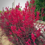 Leptospermum scoparium Crimson Glory