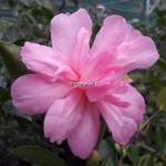 Camellia sasanqua Elfin Rose (1)