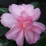 Camellia sasanqua Elfin Rose (2)