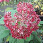 Hydrangea arborescens Ruby Annabelle (3)