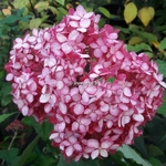Hydrangea arborescens Ruby Annabelle (1)