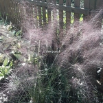 Muhlenbergia capillaris (2)