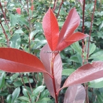 Photinia fraseri Red Robin