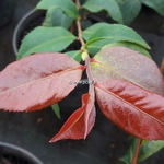 Camellia Fragrant Pink