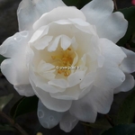 Camellia sasanqua Fuji no Yuki (1)