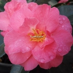 Camellia sasanqua hiemalis Shishigashira