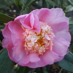 Camellia x sasanqua Sugar Dream (1)