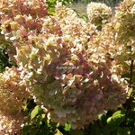 Hydrangea paniculata Dentelle de Gorron