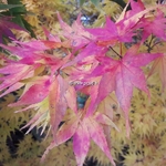 Acer palmatum Mikawa Yatsubusa (1)