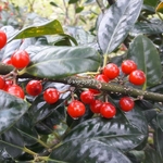 Ilex x meservae Blue Angel (2)