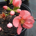 Chaenomeles Pink Lady (3)