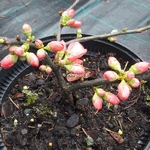 Chaenomeles Pink Lady (2)