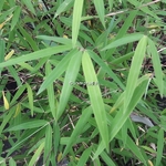 Borinda angustissima (2)