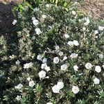 Convolvulus cneorum (1)