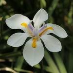 Dietes grandiflora (1)