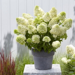 Hydrangea paniculata Skyfall (1)