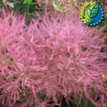 Cotinus coggygria Smokey Joe (2)