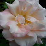 Rosa Cubana (2)