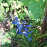 Sollya heterophylla Ultra Blue (1)