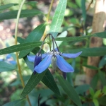 Sollya heterophylla Ultra Blue (4)