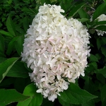 Hydrangea paniculata Skyfall