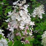 Hydrangea paniculata Angel Blush (1)