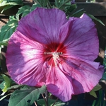 Hibiscus x moscheutos Berry Awesome (2)