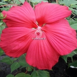 Hibiscus x moscheutos Extreme Magenta