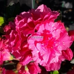 Rhododendron Walbertons Pink Ruffle (1)