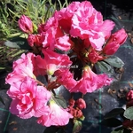 Rhododendron Walbertons Pink Ruffle (2)