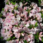 Rhododendron Als Picotee (2)