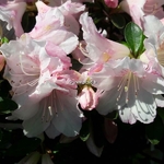 Rhododendron Als Picotee (1)