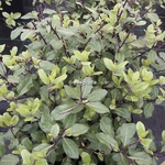 Pittosporum tenuifolium Pompom (1)