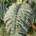 Melianthus major (5)